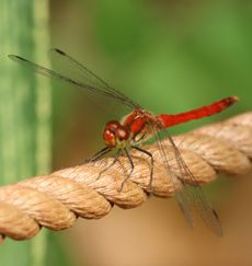 �i�c�A�J�l�i�s��J�j