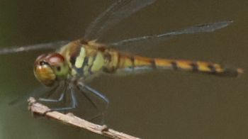 �m�V���g���{�i�s��J�j