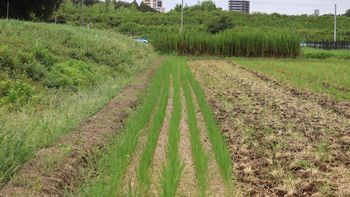 �O����c��ځi�x�m��j