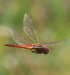 �E�X�o�L�g���{���āi�O����j