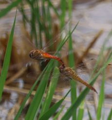 �E�X�o�L�g���A���Y���i�O����j