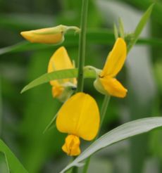 �}���Ȃ̉ԁi�O����j