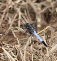 �V�I�J���g���{���i�O����j