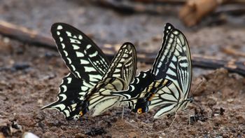 �A�Q�n�̋z���i�O����j