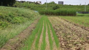 �ÊԖؓc��ځi�ÊԖ؁j