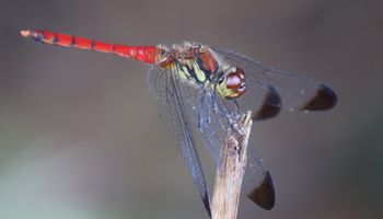 �R�m�V���g���{���i�ÊԖ؁j