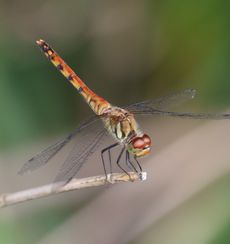 �i�c�A�J�l�i�ÊԖ؁j