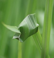 �J�o�L�R�}�`�O���̑��i�ÊԖ؁j