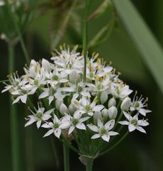 �j���i�ÊԖ؁j