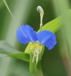 �����T�L�c���N�T�i�ÊԖ؁j