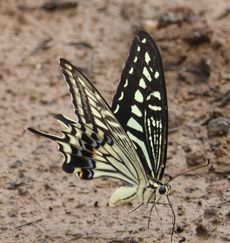 �A�Q�n�z���i�O����j