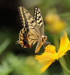 �L�A�Q�n�i�O����j