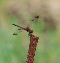 �m�V���g���{�i�O����j