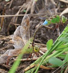 �M�������}�Y���i�O����j