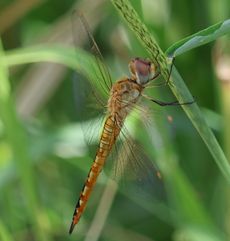 �E�X�o�Lt���{�i�x�m��j