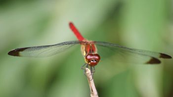 �R�m�V���g���{�i�ÊԖ؁j