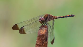 �m�V���g���{�i�O����j