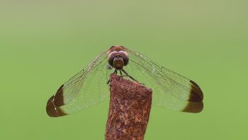 �m�V���g���{�i�O����j