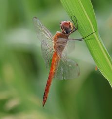 �E�X�o�L�g���{�i�O����j