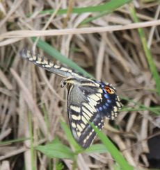 �L�A�Q�n�i�O����j