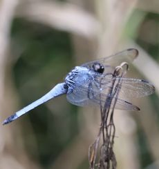 �I�I�V�J���g���{�i�ÊԖ؁j