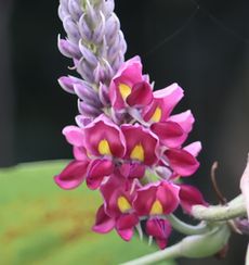 �N�Y�̉ԁi�ÊԖ؁j