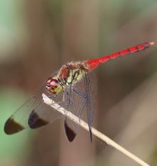 �R�m�V���g���{�i�ÊԖ؁j