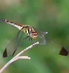 �m�V���g���{�i�ÊԖ؁j