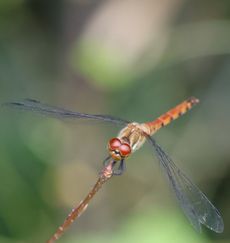 �i�c�A�J�l�i�ÊԖ؁j