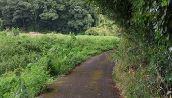 �Ζʗщ��̖؉A���i�ÊԖ؁j