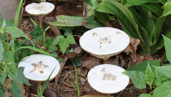 �I�I�V���J���J�T�^�P�i���ؓ��j