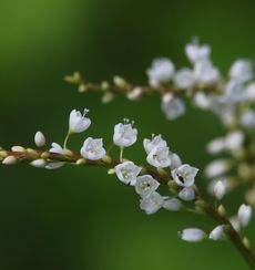 �V���o�i�T�N���^�f�i���ؓ��j