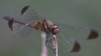 �m�V���g���{�i���ؓ��j