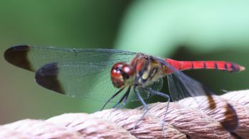 �R�m�V���g���{���i�s��J�j