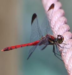 �R�m�V���g���{���i�s��J�j