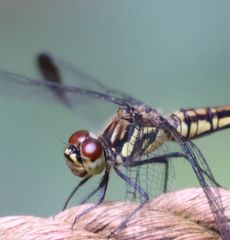 �R�m�V���g���{���i�s��J�j