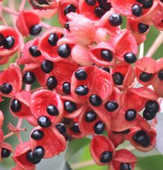 �k���f�̎��i�s��J�j