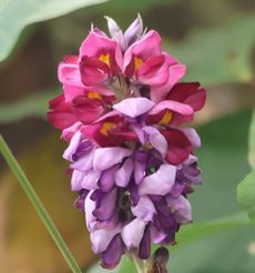 �N�Y�̉ԁi�s��J
