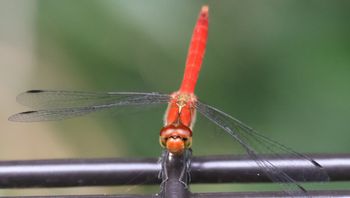 �i�c�A�J�l���i�s��J�j