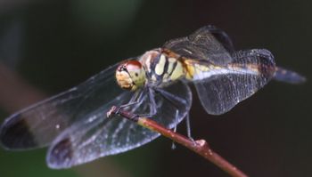 �m�V���g���{�i�s��J�j