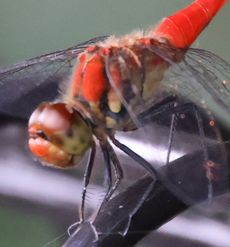 �i�c�A�J�l���i�s��J�j