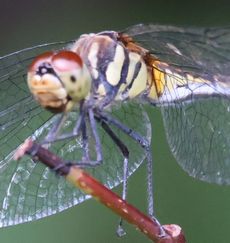 �m�V���g���{�i�s��J�j