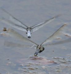 �V�I�J���g���{�Y���E�h�q���āi�����j