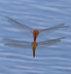 �E�X�o�L�g���{���q������āi�����j