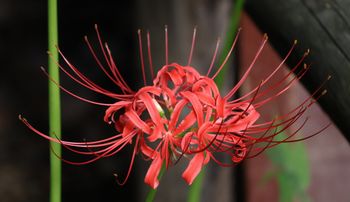 �q�K���o�i�i�����j