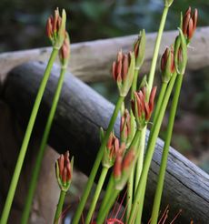 �q�K���o�i�Ԍs�i�����j