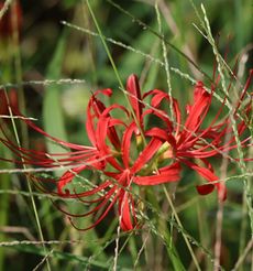 �q�K���o�i�i���ؓ��j