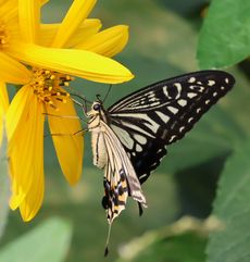 �L�N�C���ƃA�Q�n�i�����j