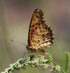 �c�}�O���q���E�������i���ؓ��j