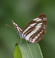 �R�~�X�W�i���ؓ��j